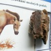 Dalším takovým krásným příkladem artefaktů jsou koně.Nejprve lovná,později tažná zvířata.